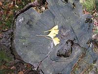  14. November 2009 - Blätter von Samuels Ginkgo